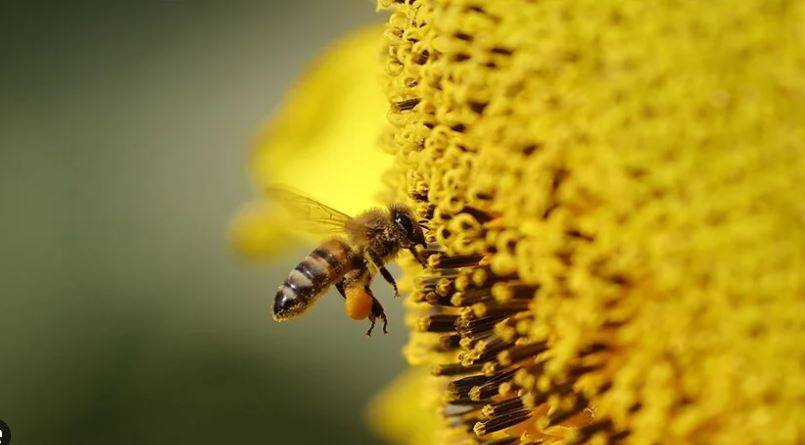 Arıları ne kadar tanıyorsunuz? Arılar hakkında ilginç bilgiler 26